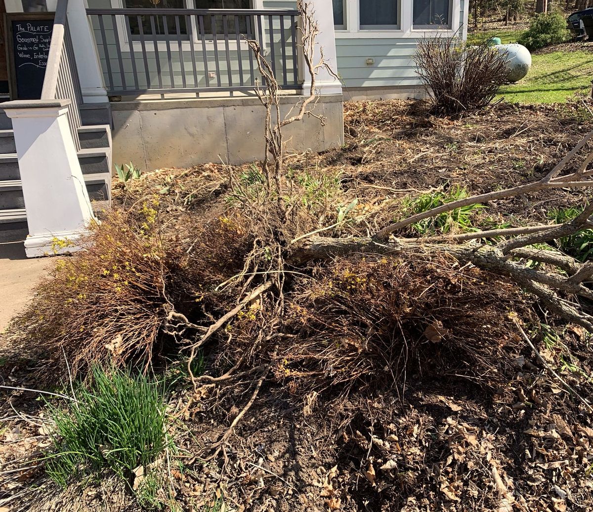 Beds in early spring outside The Palate, full of dead brush, cut branches and bare soil before cleanup.