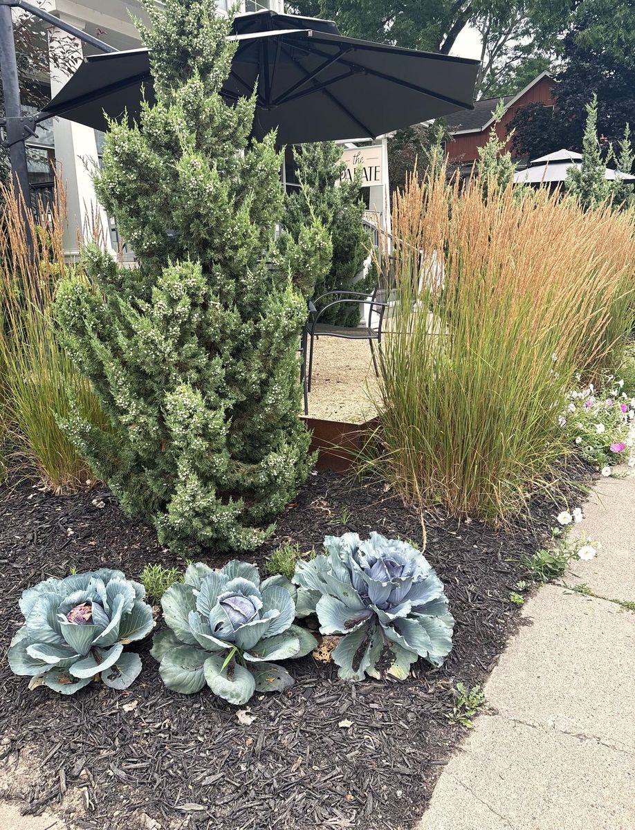 Ornamental cabbages and grasses in a dark mulch bed beneath a juniper outside The Palate.